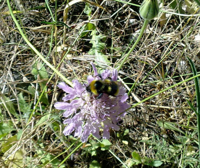 Bombus da determinare